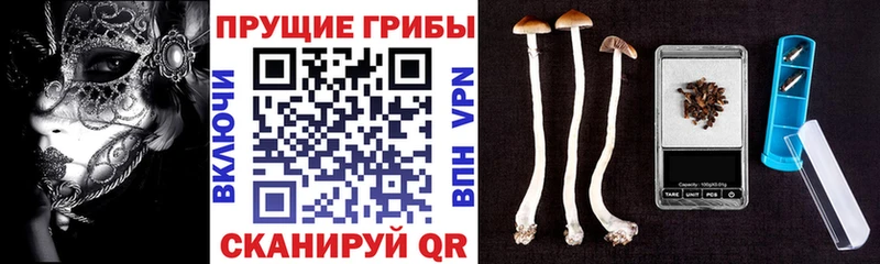 купить   Южно-Сахалинск  Псилоцибиновые грибы MAGIC MUSHROOMS 